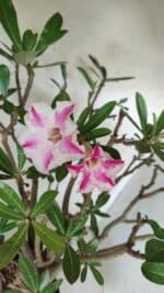 Planta Simples 2699 – 45cm – 05 anos - Imagem 14