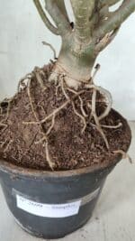 Planta Simples 2699 – 45cm – 05 anos - Imagem 11