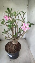 Planta Simples 2699 – 45cm – 05 anos - Imagem 10