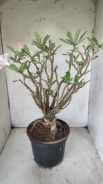 Planta Simples 2699 – 45cm – 05 anos - Imagem 9