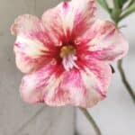 Planta Simples 2700 – 35cm – 03 anos