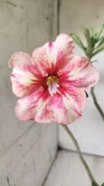 Planta Simples 2700 – 35cm – 03 anos