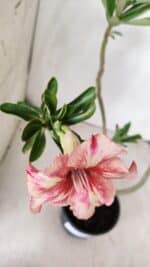 Planta Simples 2700 – 35cm – 03 anos - Imagem 4