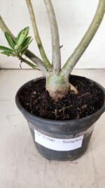 Planta Simples 2700 – 35cm – 03 anos - Imagem 7