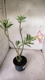 Planta Simples 2700 – 35cm – 03 anos - Imagem 6