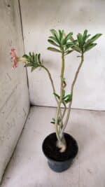 Planta Simples 2700 – 35cm – 03 anos - Imagem 5