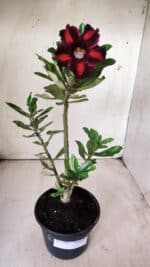 Planta Simples 2701 – 30cm – 02 anos - Imagem 2