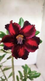 Planta Simples 2701 – 30cm – 02 anos - Imagem 5