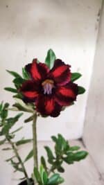 Planta Simples 2701 – 30cm – 02 anos