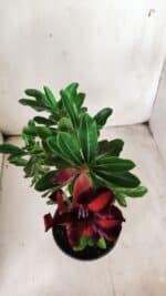 Planta Simples 2701 – 30cm – 02 anos - Imagem 4