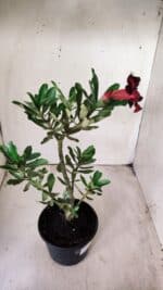 Planta Simples 2701 – 30cm – 02 anos - Imagem 7