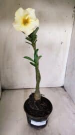 Planta Simples 2702 – 30cm – 02 anos - Imagem 2