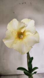 Planta Simples 2702 – 30cm – 02 anos