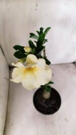 Planta Simples 2702 – 30cm – 02 anos - Imagem 4