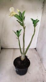 Planta Simples 2702 – 30cm – 02 anos - Imagem 6