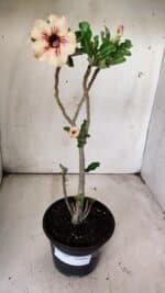 Planta Simples 2703 – 30cm – 02 anos - Imagem 2