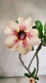 Planta Simples 2703 – 30cm – 02 anos