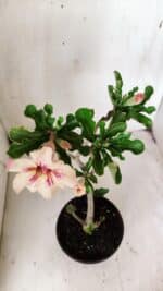 Planta Simples 2703 – 30cm – 02 anos - Imagem 4