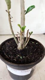 Planta Simples 2703 – 30cm – 02 anos - Imagem 7