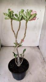 Planta Simples 2703 – 30cm – 02 anos - Imagem 6