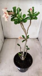 Planta Simples 2703 – 30cm – 02 anos - Imagem 5