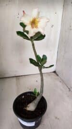 Planta Simples 2704 – 30cm – 02 anos - Imagem 2