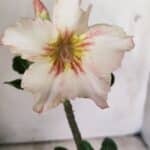 Planta Simples 2704 – 30cm – 02 anos