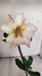 Planta Simples 2704 – 30cm – 02 anos