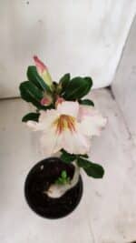 Planta Simples 2704 – 30cm – 02 anos - Imagem 4