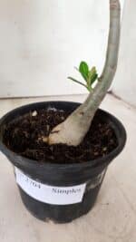 Planta Simples 2704 – 30cm – 02 anos - Imagem 5