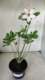 Planta Simples 2706 – 30cm – 02 anos - Imagem 2