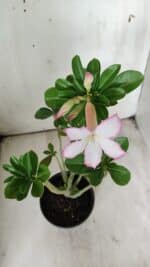 Planta Simples 2706 – 30cm – 02 anos - Imagem 5