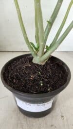 Planta Simples 2706 – 30cm – 02 anos - Imagem 7