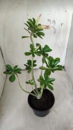 Planta Simples 2706 – 30cm – 02 anos - Imagem 6