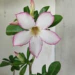 Planta Simples 2706 – 30cm – 02 anos