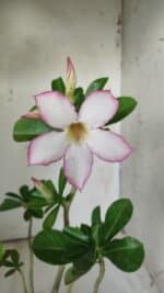 Planta Simples 2706 – 30cm – 02 anos