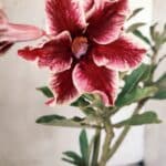 Planta Simples 2707 – 30cm – 02 anos