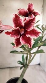 Planta Simples 2707 – 30cm – 02 anos