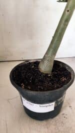 Planta Simples 2707 – 30cm – 02 anos - Imagem 7