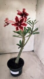 Planta Simples 2707 – 30cm – 02 anos - Imagem 6