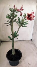 Planta Simples 2707 – 30cm – 02 anos - Imagem 5