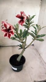 Planta Simples 2707 – 30cm – 02 anos - Imagem 4