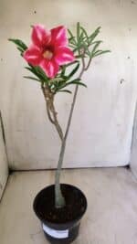 Planta Simples 2708 – 30cm – 02 anos - Imagem 2