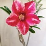 Planta Simples 2708 – 30cm – 02 anos