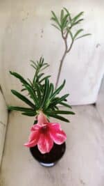 Planta Simples 2708 – 30cm – 02 anos - Imagem 4