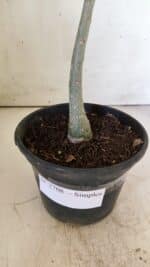 Planta Simples 2708 – 30cm – 02 anos - Imagem 6