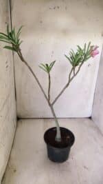 Planta Simples 2708 – 30cm – 02 anos - Imagem 5