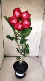 Planta Simples 2709 – 35cm – 03 anos - Imagem 2