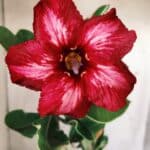 Planta Simples 2709 – 35cm – 03 anos