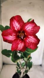 Planta Simples 2709 – 35cm – 03 anos